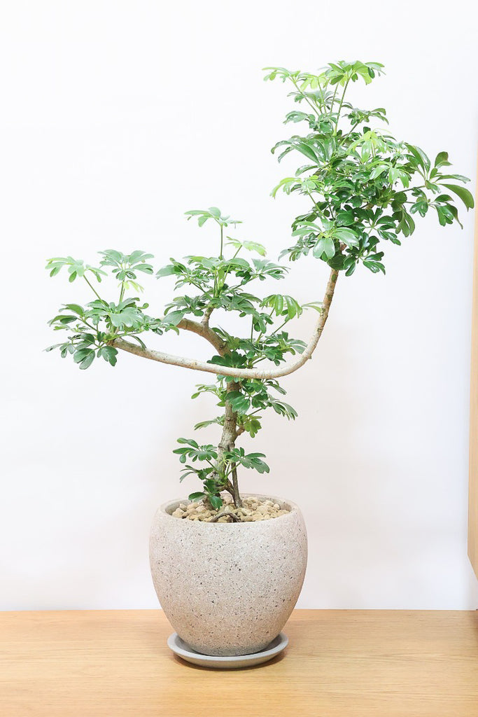 シェフレラ レナータCO61431| 観葉植物の通信販売 | APEGO(アペーゴ)