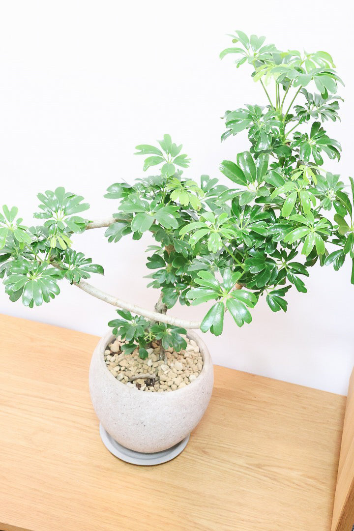 【シェフレラ レナータ】温暖な鹿児島県指宿市で育てられたとても美しいカーブの樹形です！これは良い樹形だと思います！