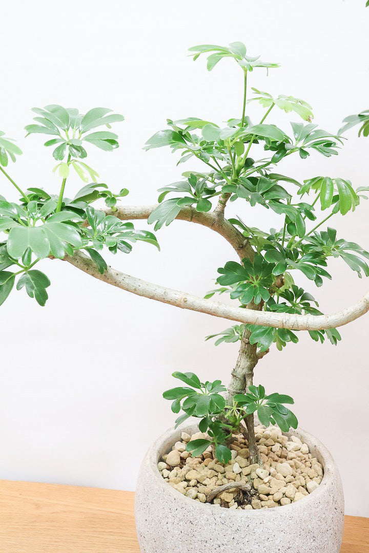 【シェフレラ レナータ】温暖な鹿児島県指宿市で育てられたとても美しいカーブの樹形です！これは良い樹形だと思います！