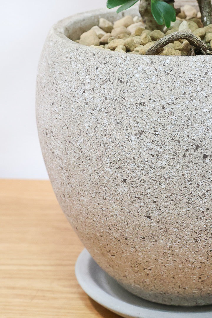 【シェフレラ レナータ】温暖な鹿児島県指宿市で育てられたとても美しいカーブの樹形です！これは良い樹形だと思います！