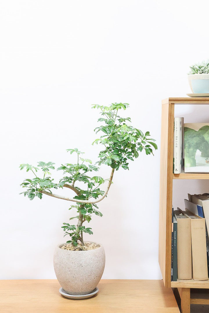 【シェフレラ レナータ】温暖な鹿児島県指宿市で育てられたとても美しいカーブの樹形です！これは良い樹形だと思います！