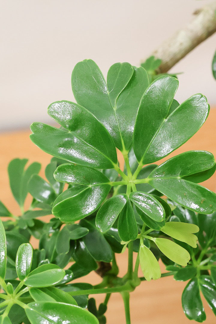 【シェフレラ レナータ】温暖な鹿児島県指宿市で育てられたとても美しいカーブの樹形です！これは良い樹形だと思います！