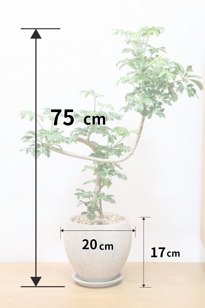 【シェフレラ レナータ】温暖な鹿児島県指宿市で育てられたとても美しいカーブの樹形です！これは良い樹形だと思います！
