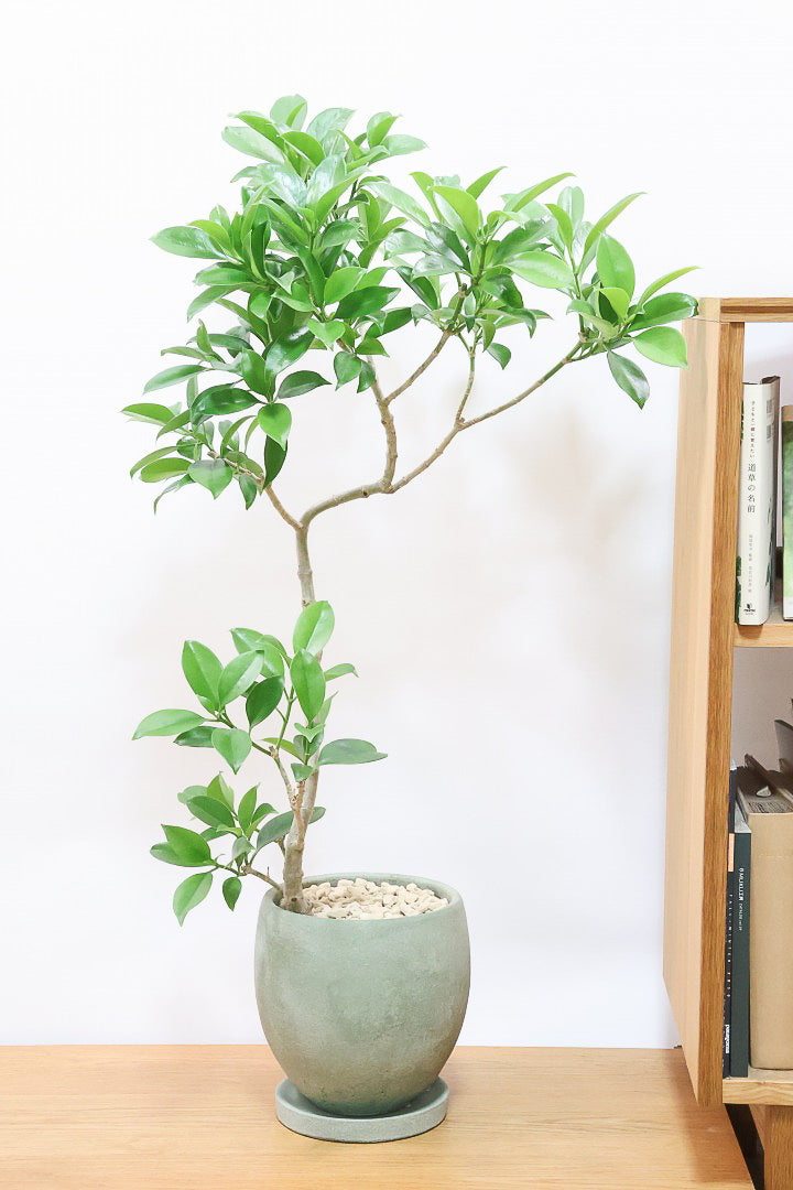 【ファグラエア】温暖な鹿児島県でしっかりと育てられました！個性的な幹も魅力的な人気の観葉植物です！