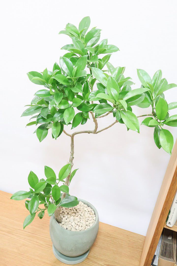 【ファグラエア】温暖な鹿児島県でしっかりと育てられました！個性的な幹も魅力的な人気の観葉植物です！