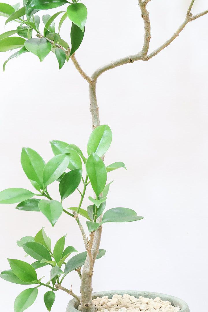 【ファグラエア】温暖な鹿児島県でしっかりと育てられました！個性的な幹も魅力的な人気の観葉植物です！