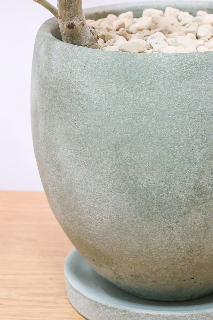 【ファグラエア】温暖な鹿児島県でしっかりと育てられました！個性的な幹も魅力的な人気の観葉植物です！