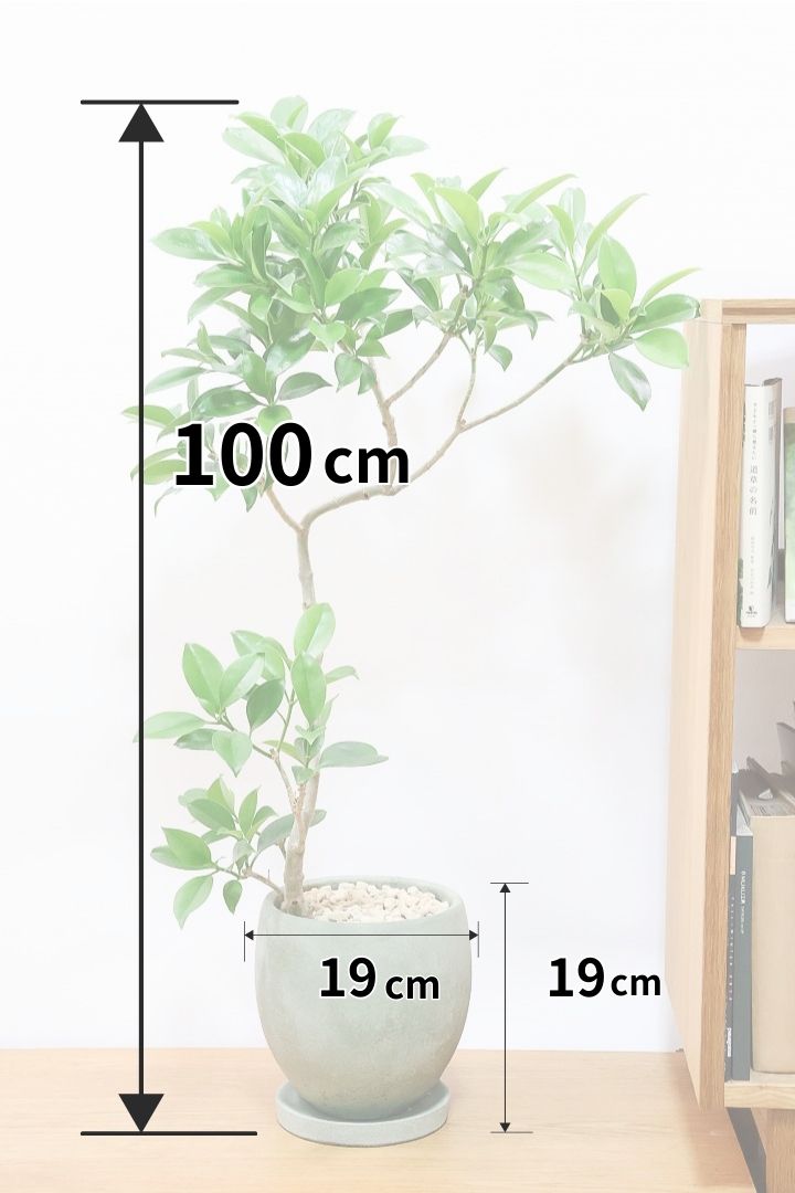 【ファグラエア】温暖な鹿児島県でしっかりと育てられました！個性的な幹も魅力的な人気の観葉植物です！
