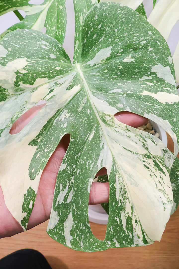 モンステラ タイコンステレーションPP61434A| 観葉植物の通信販売