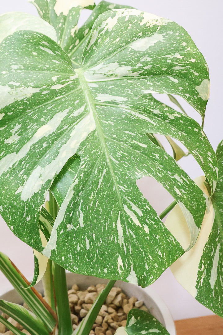 モンステラ タイコンステレーションPP61435B| 観葉植物の通信販売