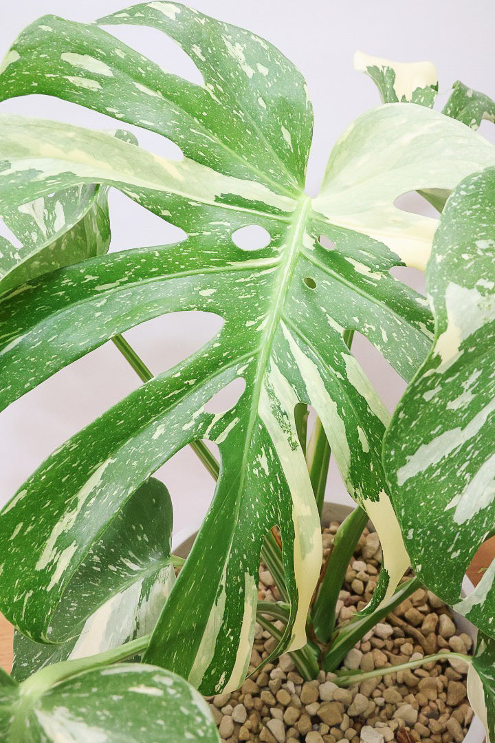 モンステラ タイコンステレーションPP61435B| 観葉植物の通信販売