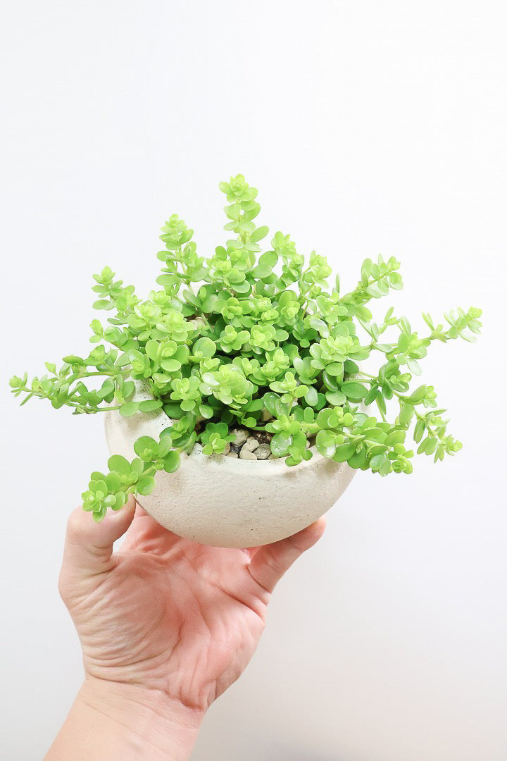 【ペペロミア  デピーナ】ミニミニのかわいい葉。ペペロミアの中でも肉厚でかわいい葉です！POTはシンプルなホワイトを合わせました！