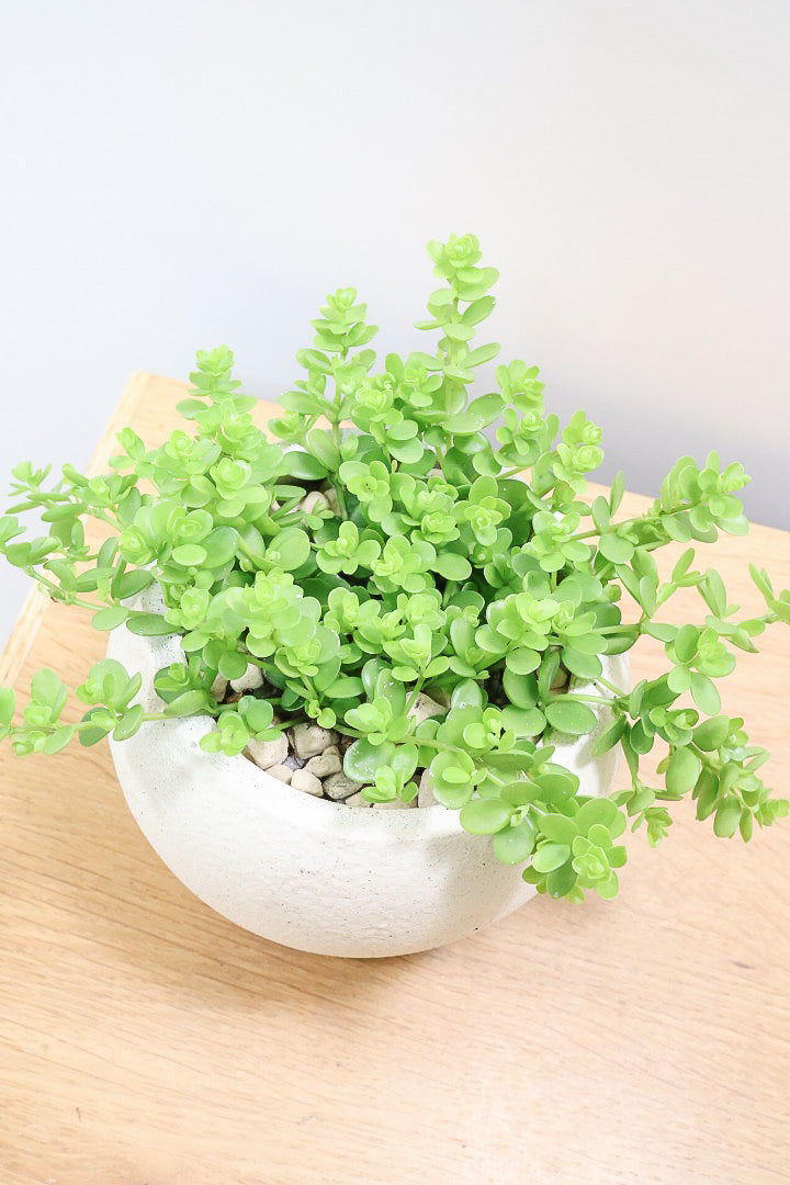 【ペペロミア  デピーナ】ミニミニのかわいい葉。ペペロミアの中でも肉厚でかわいい葉です！POTはシンプルなホワイトを合わせました！