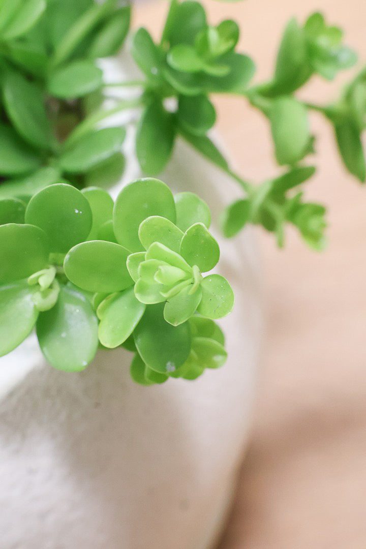 【ペペロミア  デピーナ】ミニミニのかわいい葉。ペペロミアの中でも肉厚でかわいい葉です！POTはシンプルなホワイトを合わせました！