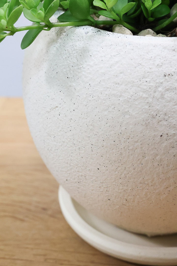 【ペペロミア  デピーナ】ミニミニのかわいい葉。ペペロミアの中でも肉厚でかわいい葉です！POTはシンプルなホワイトを合わせました！