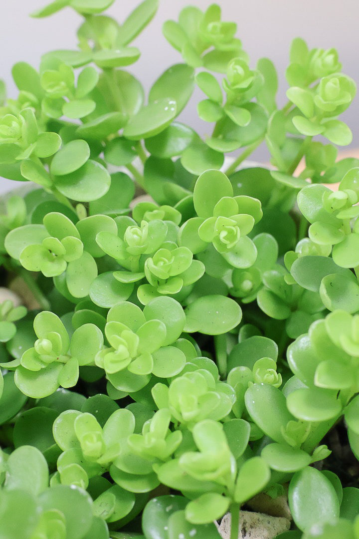 【ペペロミア  デピーナ】ミニミニのかわいい葉。ペペロミアの中でも肉厚でかわいい葉です！POTはシンプルなホワイトを合わせました！