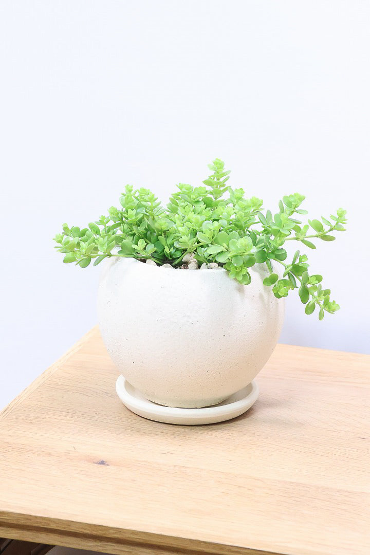 【ペペロミア  デピーナ】ミニミニのかわいい葉。ペペロミアの中でも肉厚でかわいい葉です！POTはシンプルなホワイトを合わせました！