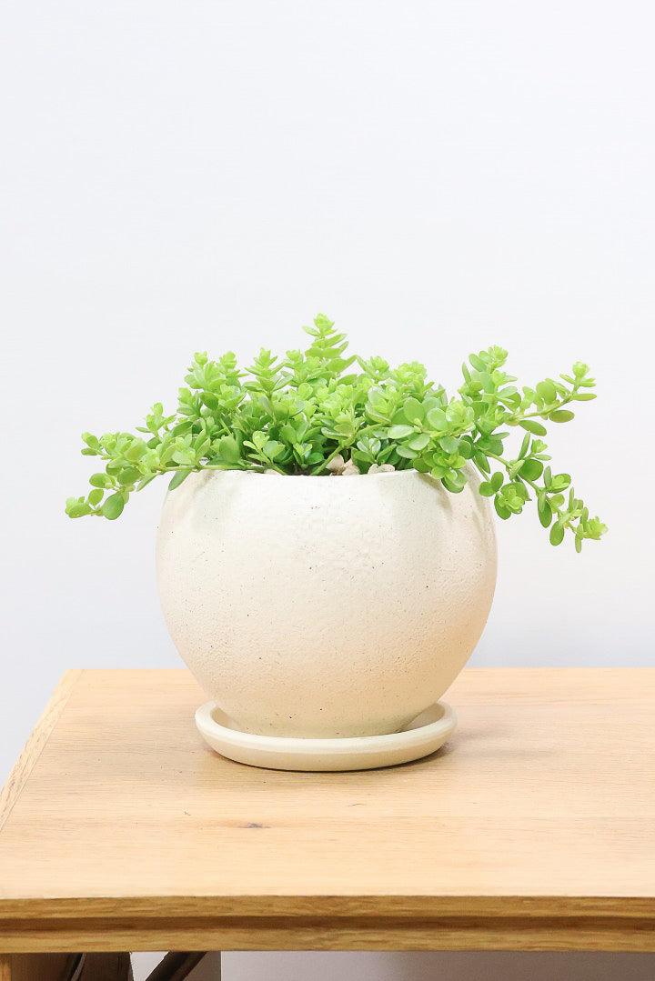 【ペペロミア  デピーナ】ミニミニのかわいい葉。ペペロミアの中でも肉厚でかわいい葉です！POTはシンプルなホワイトを合わせました！