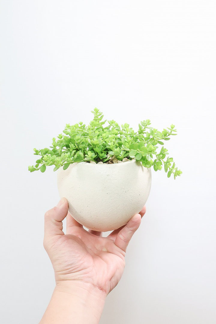 【ペペロミア  デピーナ】ミニミニのかわいい葉。ペペロミアの中でも肉厚でかわいい葉です！POTはシンプルなホワイトを合わせました！