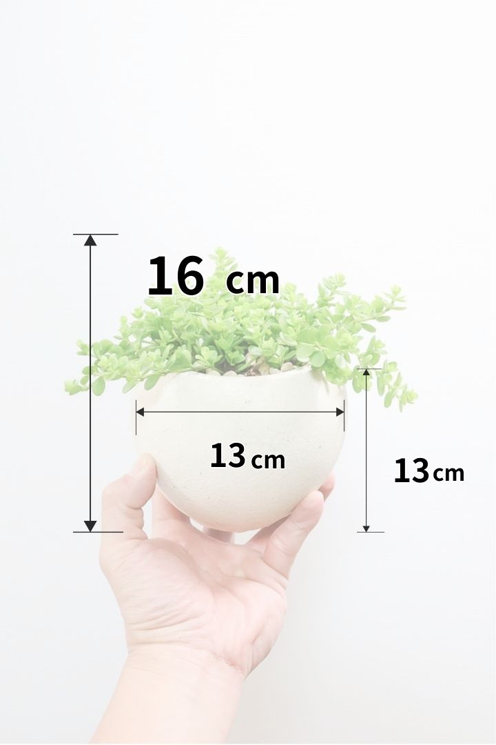 【ペペロミア  デピーナ】ミニミニのかわいい葉。ペペロミアの中でも肉厚でかわいい葉です！POTはシンプルなホワイトを合わせました！