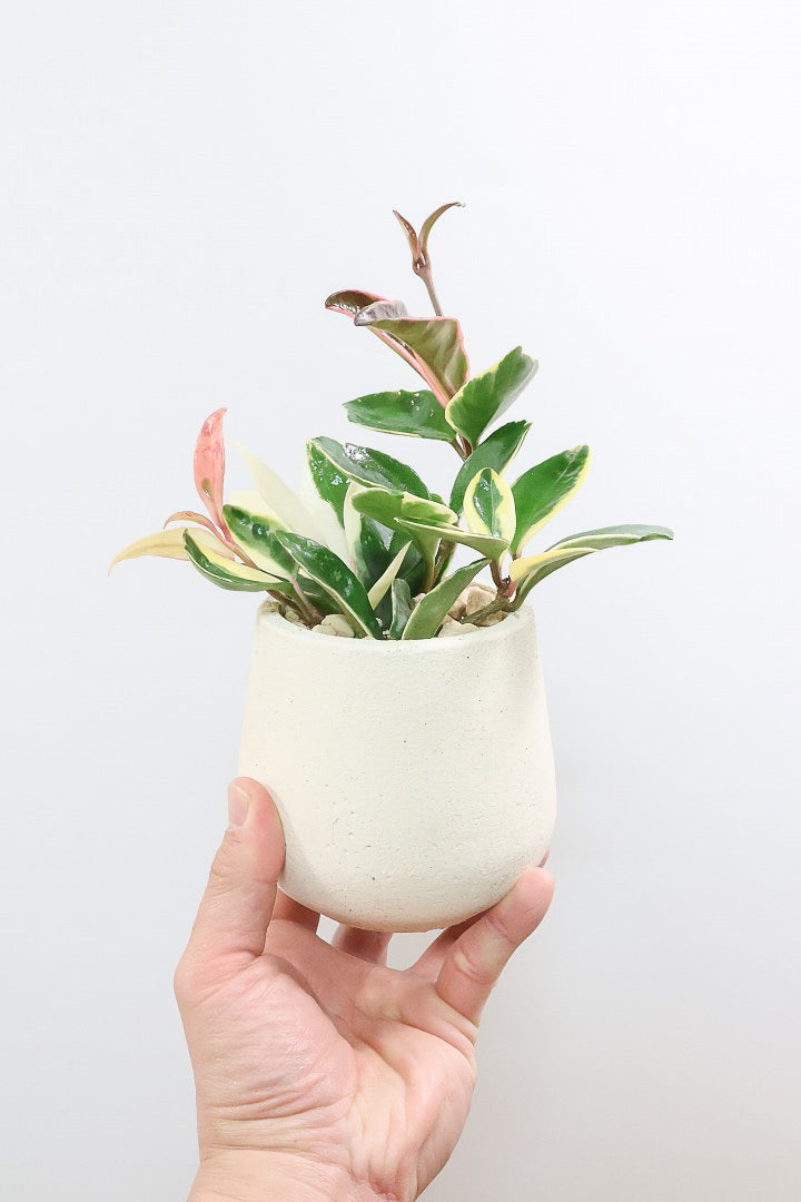 【ホヤ リップカラー】仕入れの時に見つけてきました！ホワイトの葉っぱがまぶしくて美しい個体です！