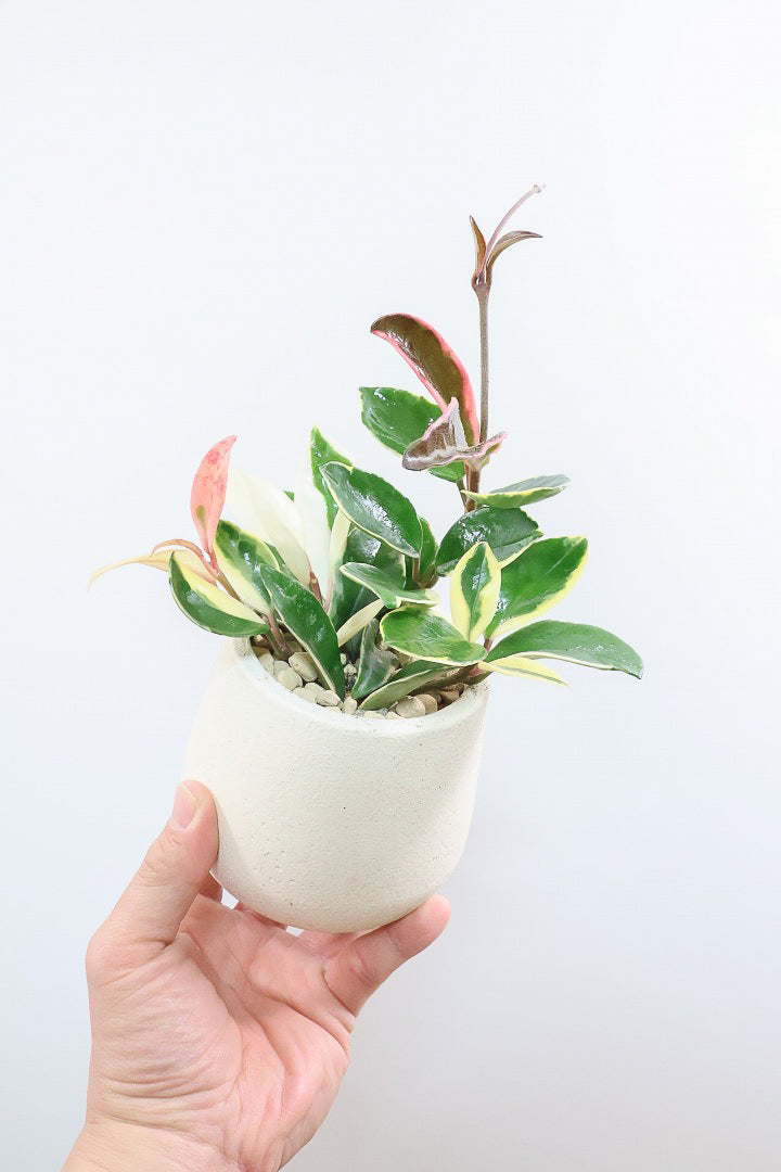 【ホヤ リップカラー】仕入れの時に見つけてきました！ホワイトの葉っぱがまぶしくて美しい個体です！