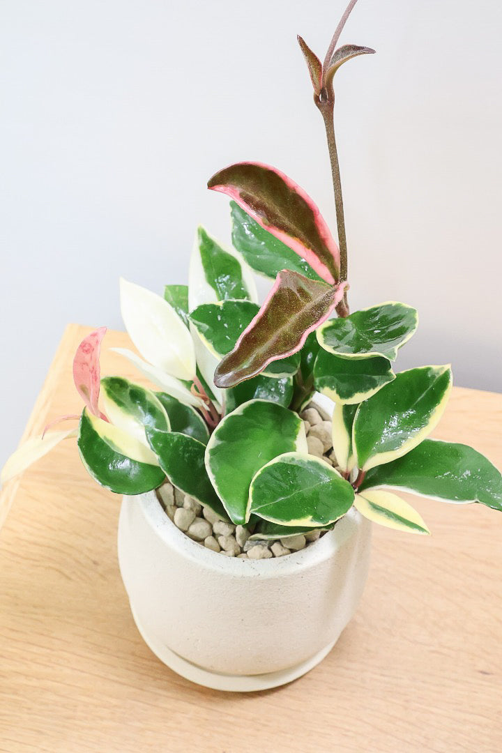 【ホヤ リップカラー】仕入れの時に見つけてきました！ホワイトの葉っぱがまぶしくて美しい個体です！