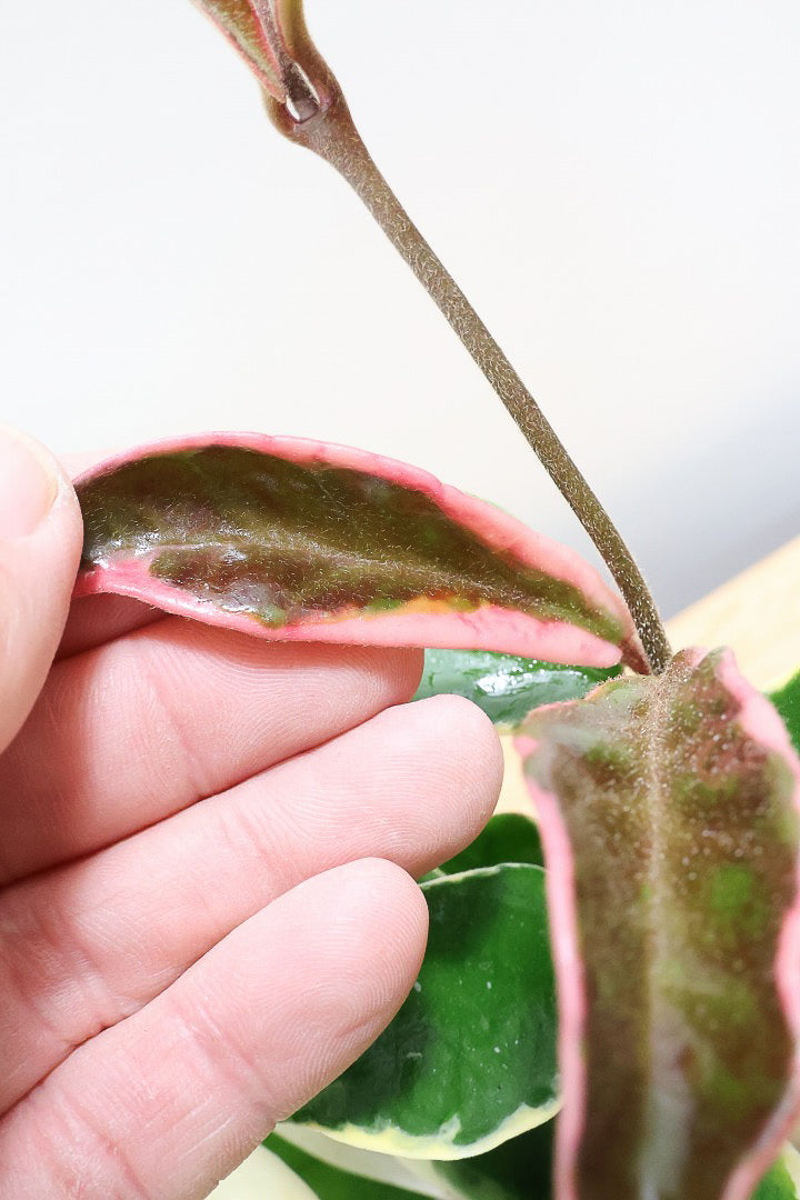 【ホヤ リップカラー】仕入れの時に見つけてきました！ホワイトの葉っぱがまぶしくて美しい個体です！