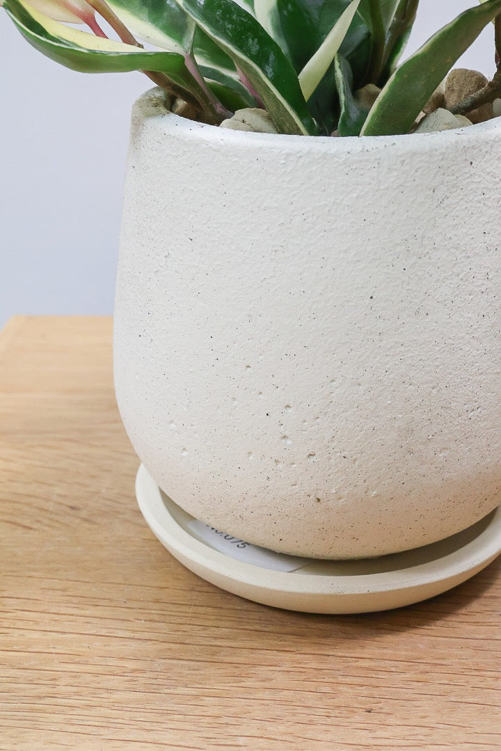 【ホヤ リップカラー】仕入れの時に見つけてきました！ホワイトの葉っぱがまぶしくて美しい個体です！