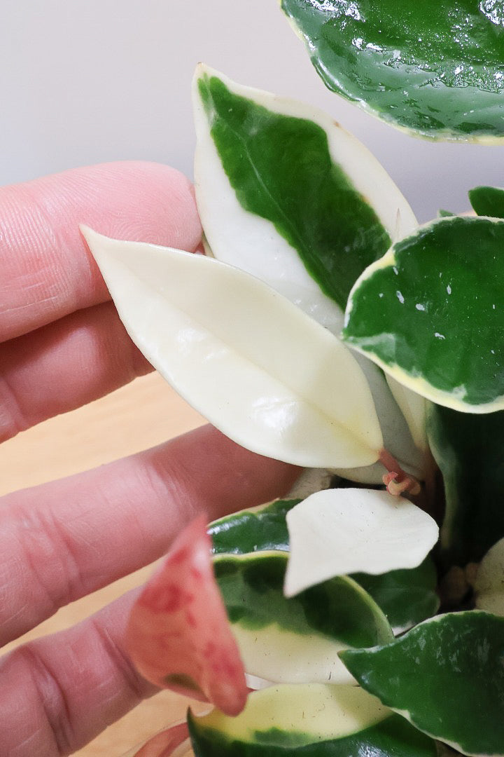 【ホヤ リップカラー】仕入れの時に見つけてきました！ホワイトの葉っぱがまぶしくて美しい個体です！