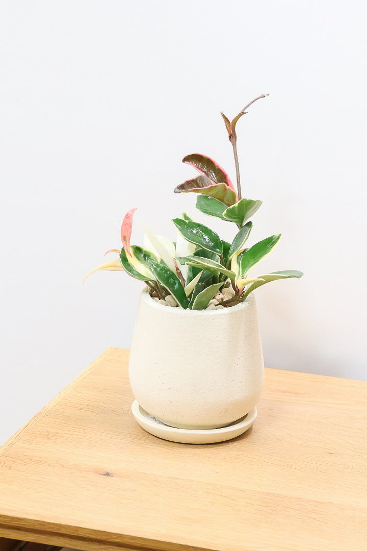 【ホヤ リップカラー】仕入れの時に見つけてきました！ホワイトの葉っぱがまぶしくて美しい個体です！