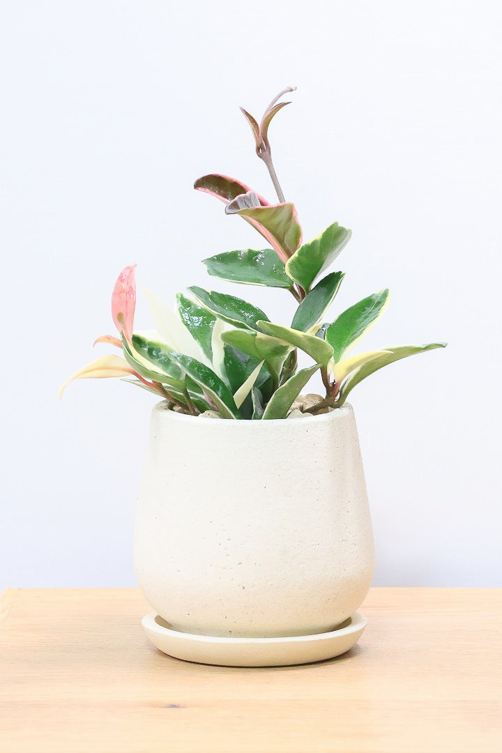 【ホヤ リップカラー】仕入れの時に見つけてきました！ホワイトの葉っぱがまぶしくて美しい個体です！