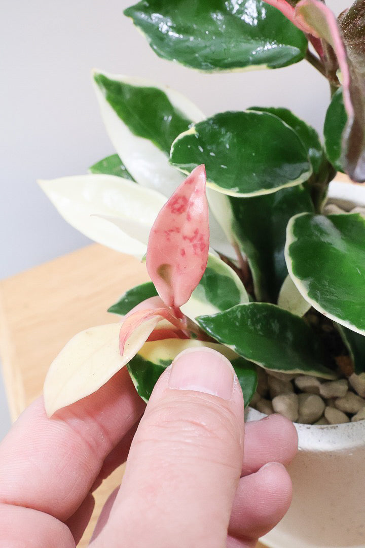 【ホヤ リップカラー】仕入れの時に見つけてきました！ホワイトの葉っぱがまぶしくて美しい個体です！