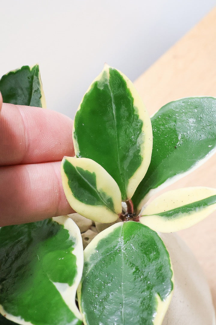 【ホヤ リップカラー】仕入れの時に見つけてきました！ホワイトの葉っぱがまぶしくて美しい個体です！