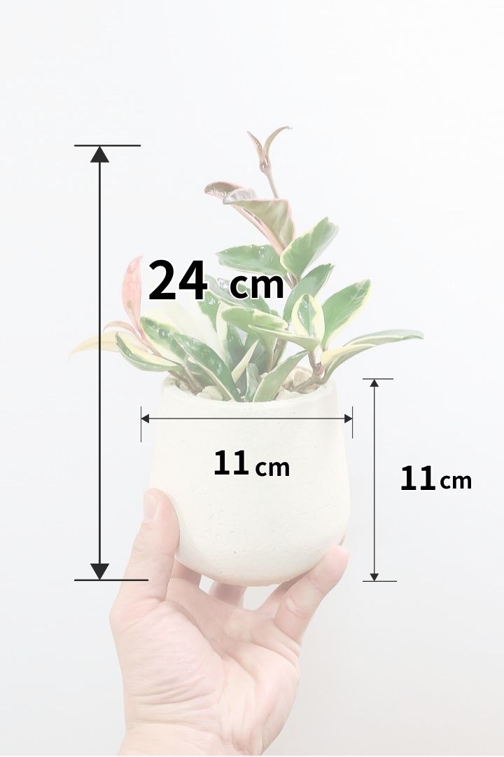 【ホヤ リップカラー】仕入れの時に見つけてきました！ホワイトの葉っぱがまぶしくて美しい個体です！