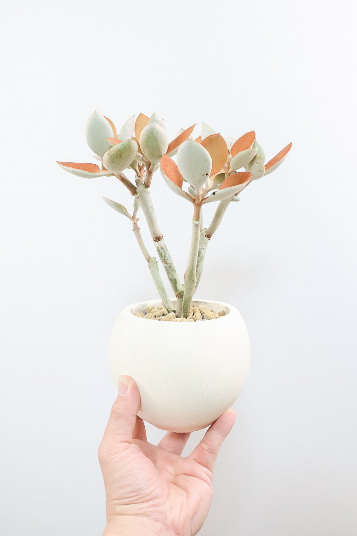 【カランコエ オルギアリス】美しいブロンズリーフが特徴的。とにかく樹形が素晴らしいです！いいサイズ感です！