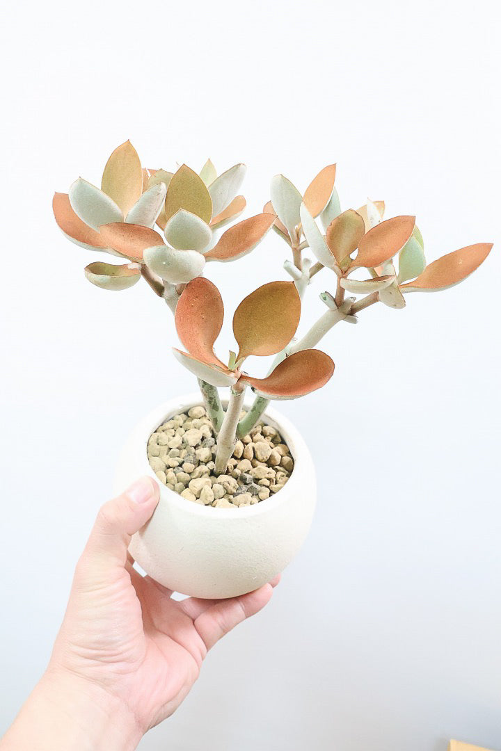 【カランコエ オルギアリス】美しいブロンズリーフが特徴的。とにかく樹形が素晴らしいです！いいサイズ感です！