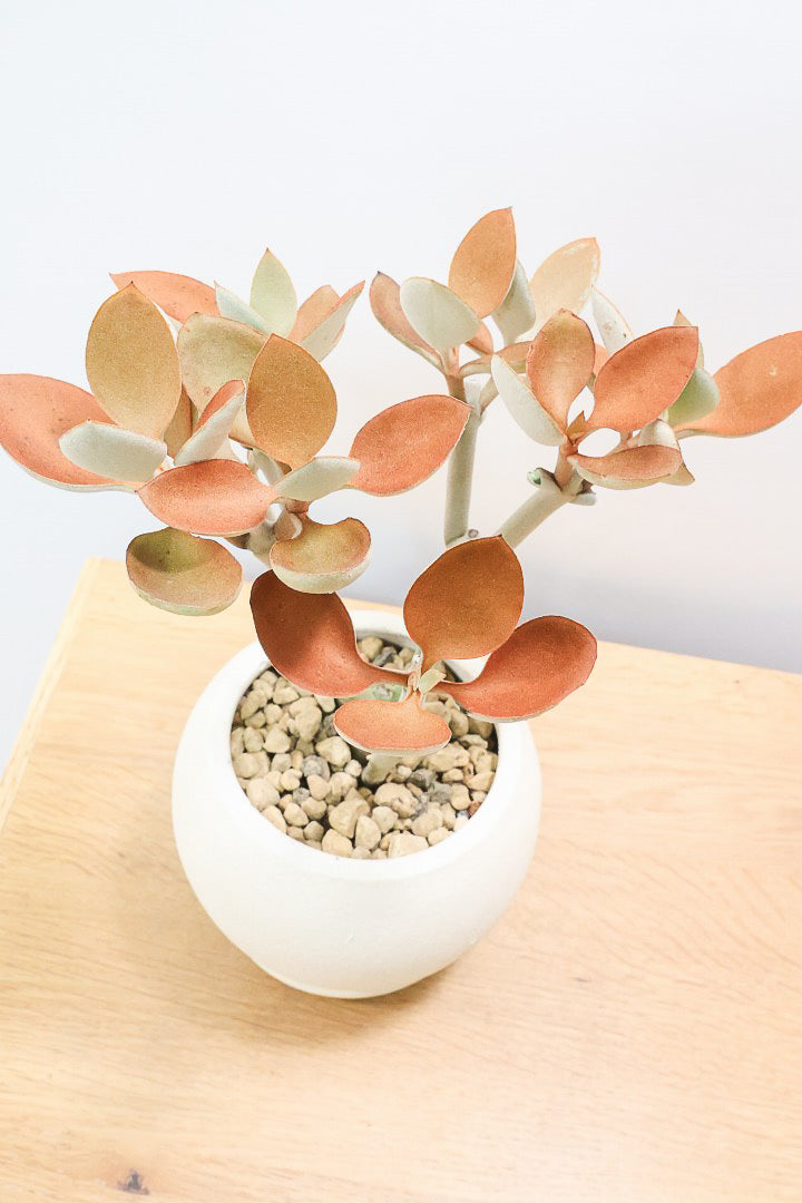 【カランコエ オルギアリス】美しいブロンズリーフが特徴的。とにかく樹形が素晴らしいです！いいサイズ感です！