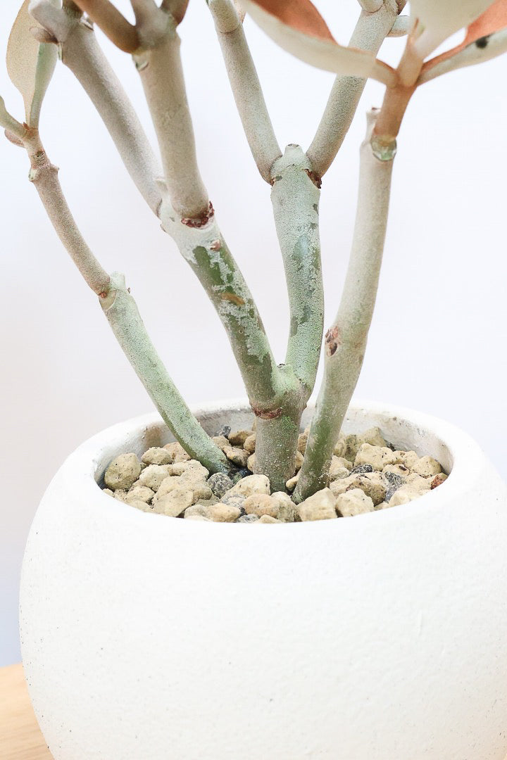 【カランコエ オルギアリス】美しいブロンズリーフが特徴的。とにかく樹形が素晴らしいです！いいサイズ感です！