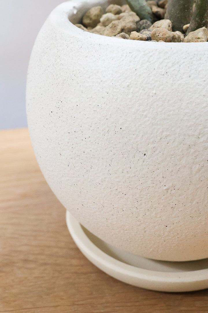 【カランコエ オルギアリス】美しいブロンズリーフが特徴的。とにかく樹形が素晴らしいです！いいサイズ感です！