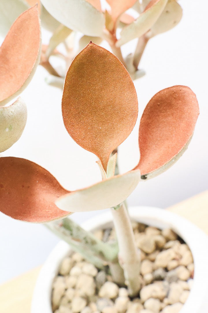 【カランコエ オルギアリス】美しいブロンズリーフが特徴的。とにかく樹形が素晴らしいです！いいサイズ感です！