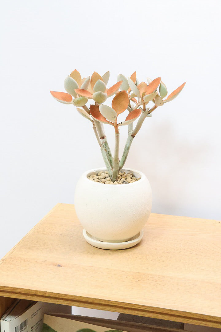 【カランコエ オルギアリス】美しいブロンズリーフが特徴的。とにかく樹形が素晴らしいです！いいサイズ感です！