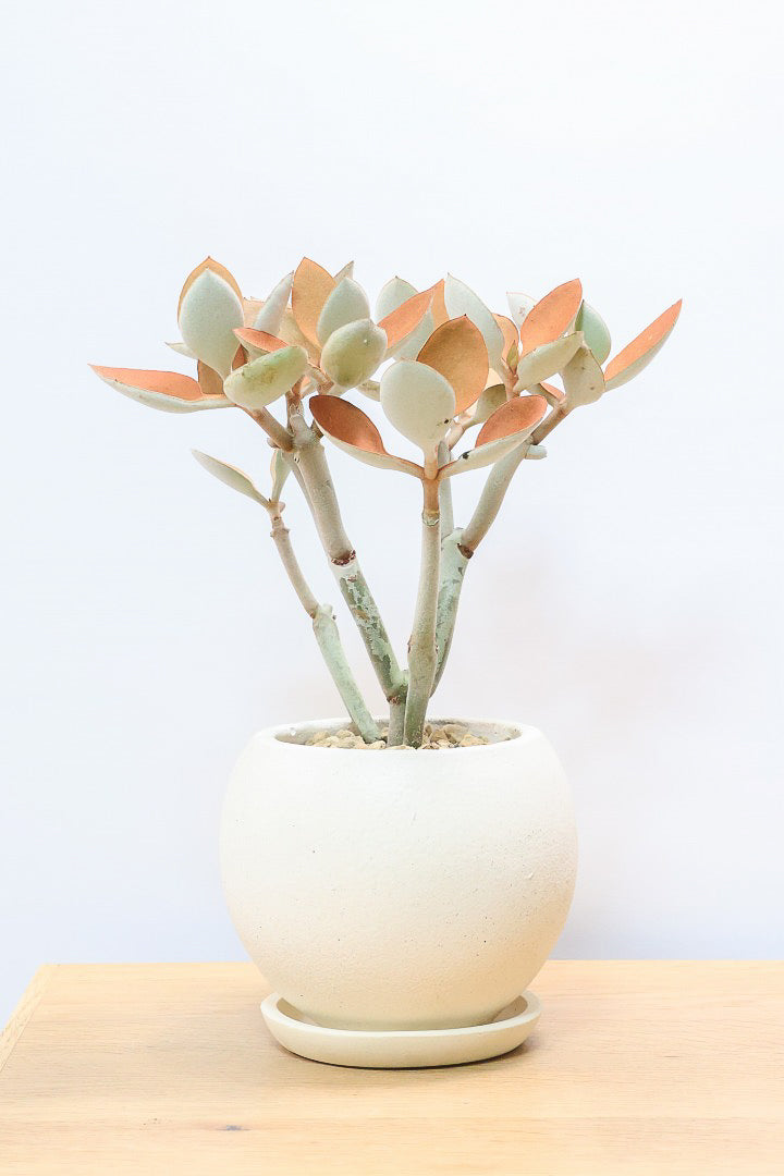 【カランコエ オルギアリス】美しいブロンズリーフが特徴的。とにかく樹形が素晴らしいです！いいサイズ感です！