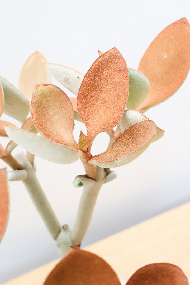 【カランコエ オルギアリス】美しいブロンズリーフが特徴的。とにかく樹形が素晴らしいです！いいサイズ感です！