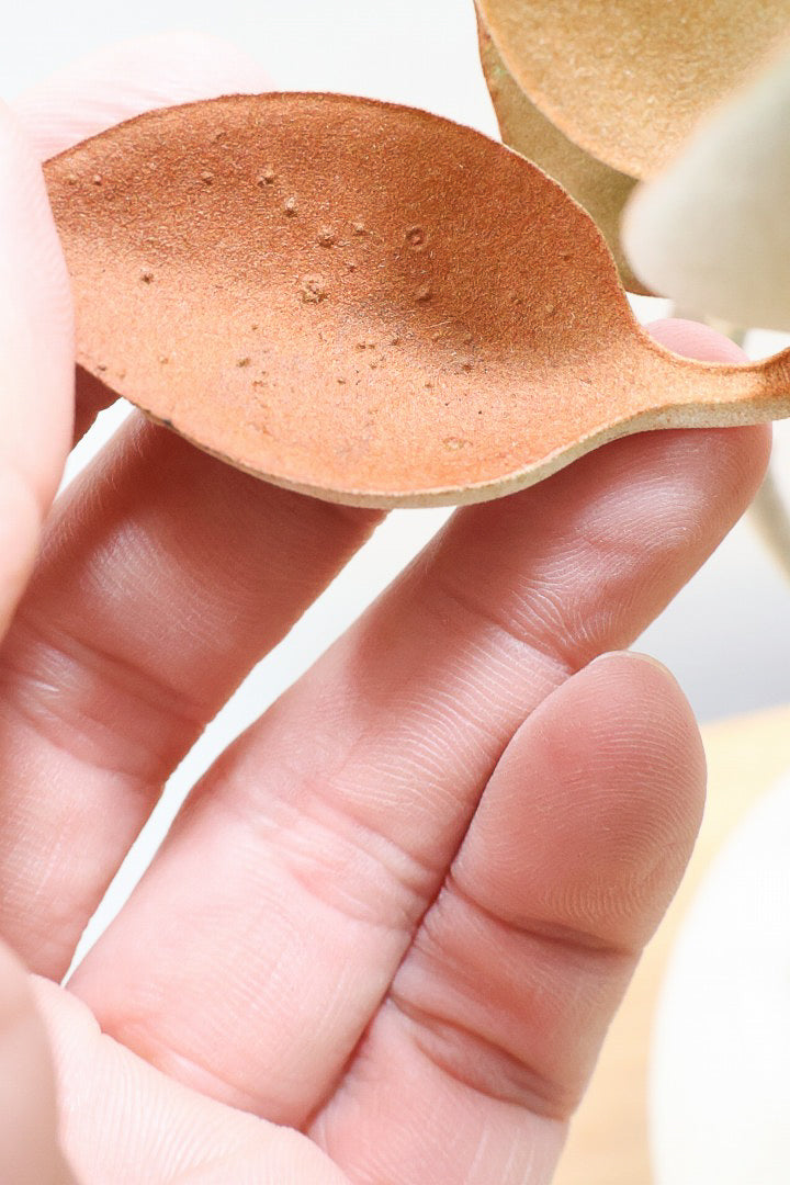 【カランコエ オルギアリス】美しいブロンズリーフが特徴的。とにかく樹形が素晴らしいです！いいサイズ感です！