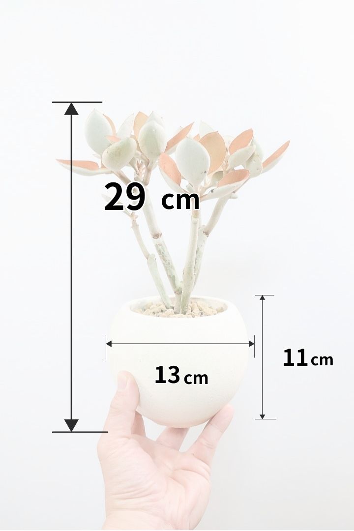 【カランコエ オルギアリス】美しいブロンズリーフが特徴的。とにかく樹形が素晴らしいです！いいサイズ感です！