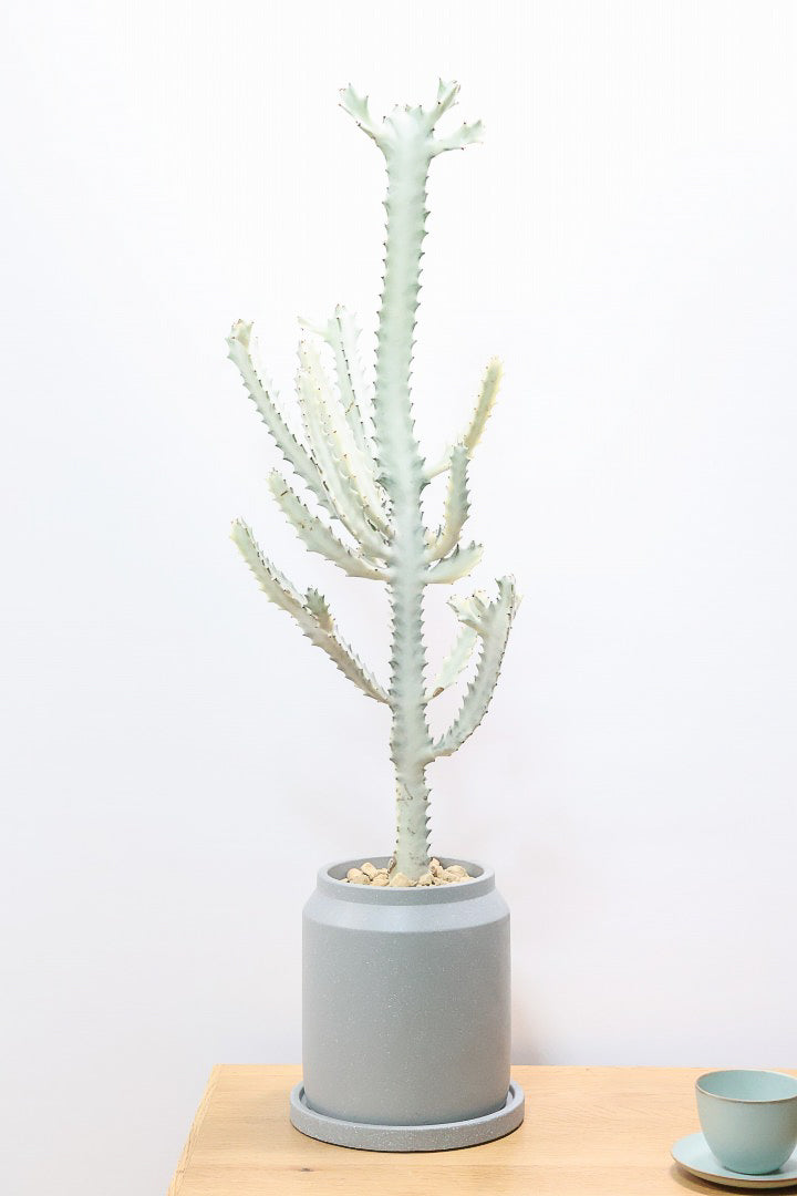 【ユーフォルビア ラクティア ホワイトゴースト】背丈の大きいタイトな樹形。今までにないタイプの樹形です！