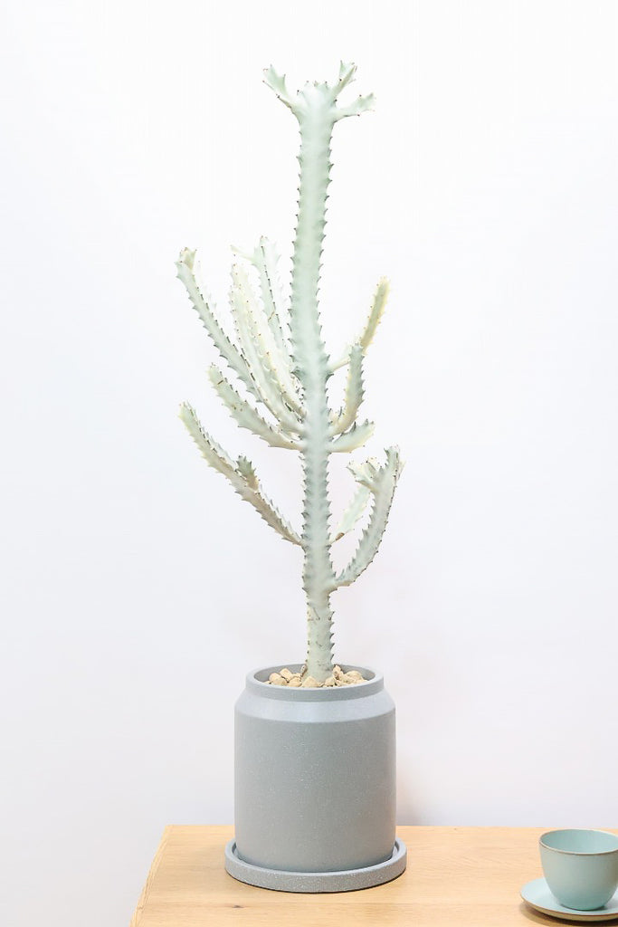 ユーフォルビア ラクティア ホワイトゴーストCO61439| 観葉植物の通信