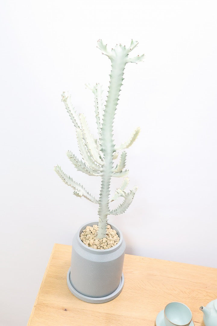 【ユーフォルビア ラクティア ホワイトゴースト】背丈の大きいタイトな樹形。今までにないタイプの樹形です！