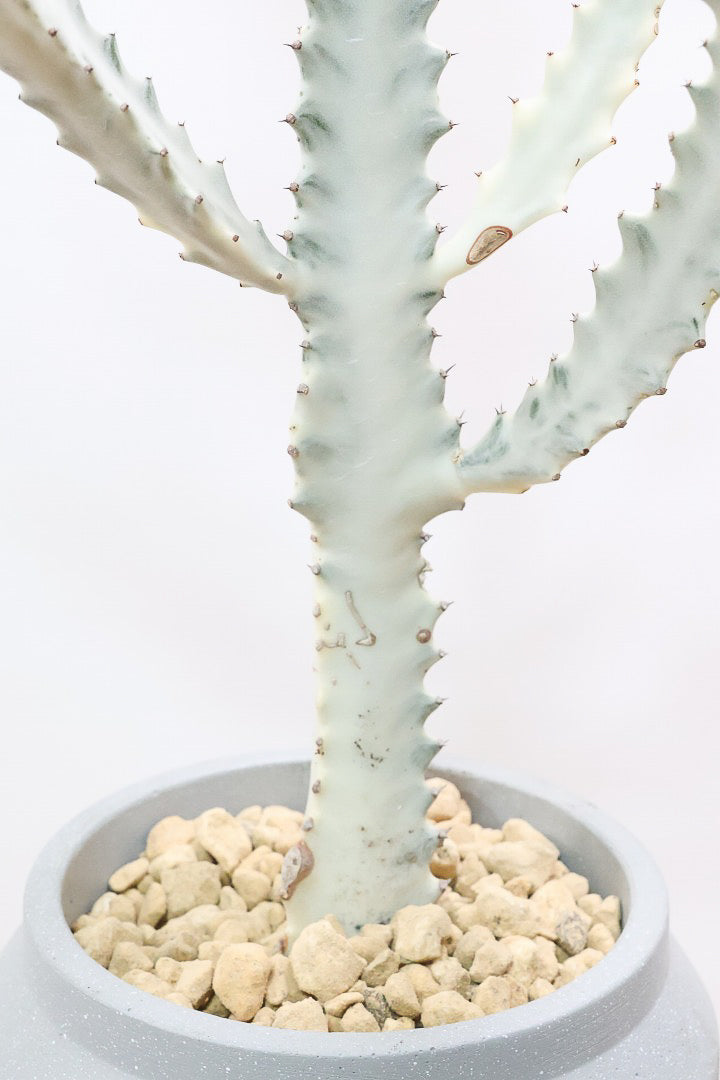 【ユーフォルビア ラクティア ホワイトゴースト】背丈の大きいタイトな樹形。今までにないタイプの樹形です！